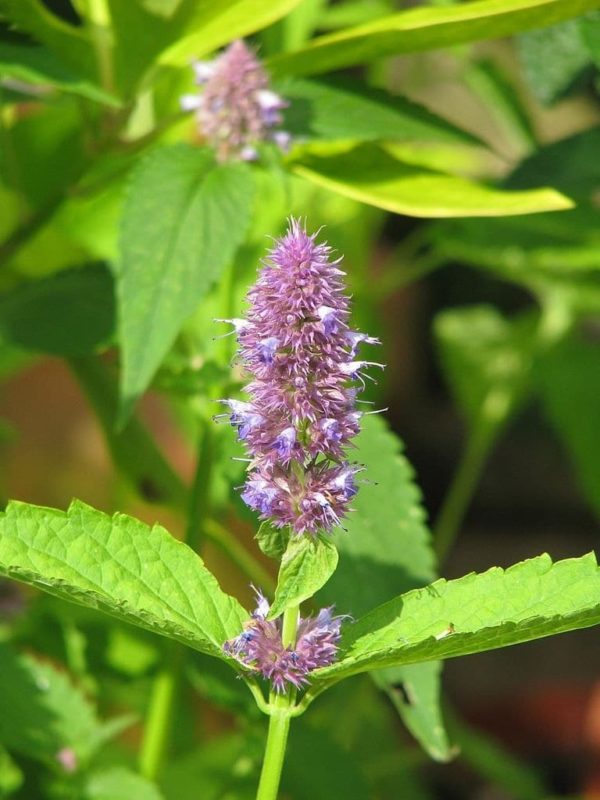 Agastache rugosa 'Purple' - Détail d'une fleur