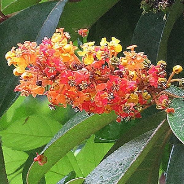 Byrsonima crassifolia - Floraison