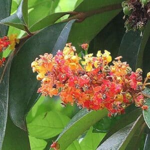 Fleurs de Byrsonima crassifolia, Quinquina des savanes, graines de Byrsonima crassifolia, graines de Quinquina des savanes