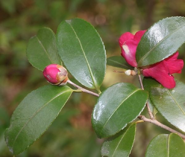 Camellia sasanqua - Feuillage