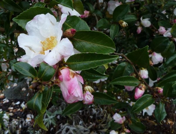 Camellia sasanqua - Fleurs blanches