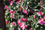Camellia sasanqua - Fleurs et feuilles