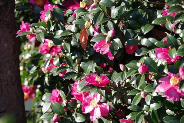 Camellia sasanqua - Fleurs et feuilles