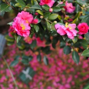 Camellia sasanqua - Floraison