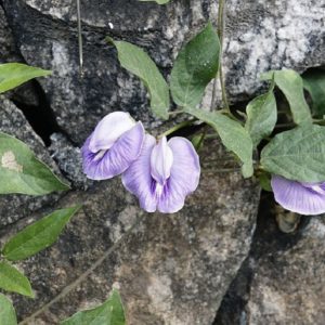 Centrosema pubescens - En milieu naturel