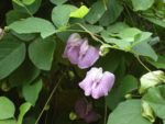 Centrosema pubescens - Floraison