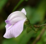 Centrosema pubescens - Fleur