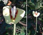 Centrosoma macrocarpum - Fleur