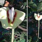 Centrosoma macrocarpum - Fleur