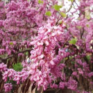 Cercis chinensis - Floraison