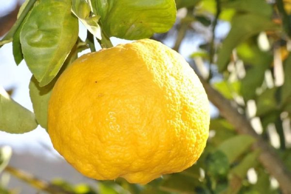 Citrus limonia 'Volkameriana'- Sur pied