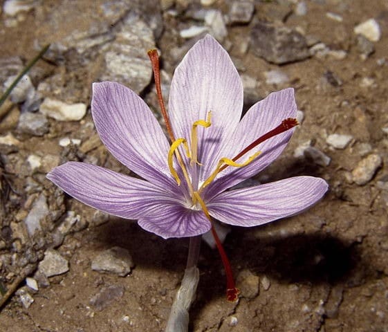 Fleur de Crocus cartwrightianus