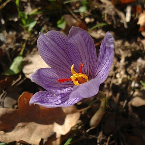 fleur de Crocus à safran