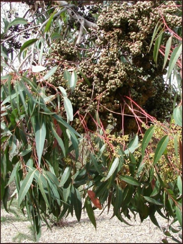 Eucalyptus cloeziana - Feuillage et infrutescence