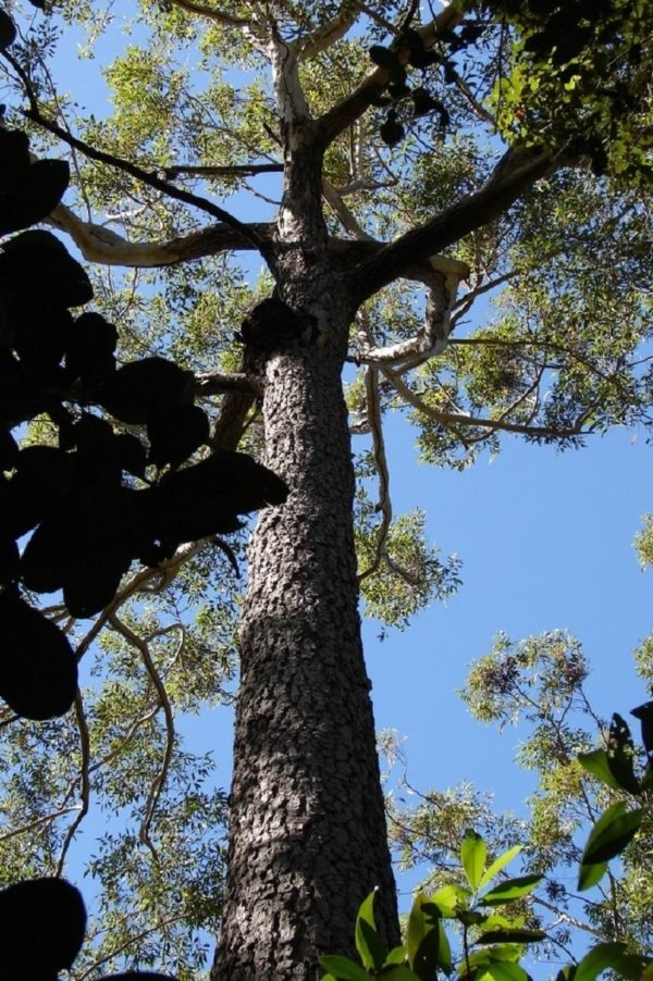 Eucalyptus cloeziana - Fût