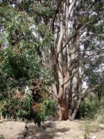 Eucalyptus cloeziana - Port de l'arbre