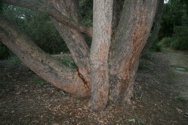 Eucalyptus cloeziana - Souche