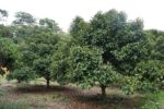 Garcinia mangostana - Vue générale