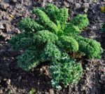 Kale westland autumn - En culture