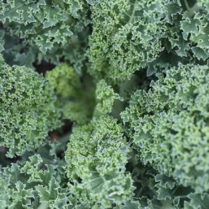 Kale westland autumn - Feuillage