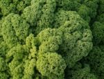Kale westland autumn - Vue générale
