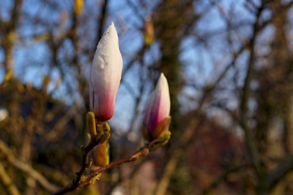 Magnolia stellata - Boutons floraux