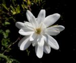 Magnolia stellata - Détail d'une fleur