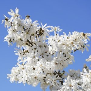 Magnolia stellata - Floraison