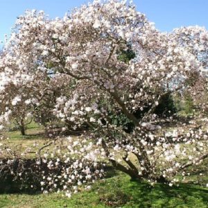 Magnolia stellata - Vue générale