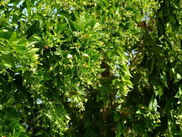 Nyctanthes arbor-tristis - Branches feuillues retombantes