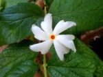 Nyctanthes arbor-tristis - Détail d'une fleur