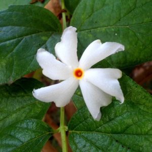 Nyctanthes arbor-tristis - Détail d'une fleur