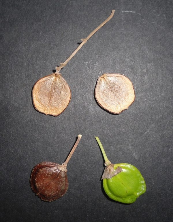 Nyctanthes arbor-tristis - Fruits