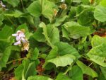 Graines de Pachyrhizus erosus, graines de Jicama