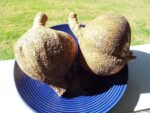 Graines de Pachyrhizus erosus, graines de Jicama
