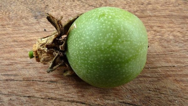 Passiflora cincinnata -Fruit