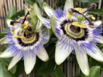 Passiflora ligularis - Détails d'une fleur