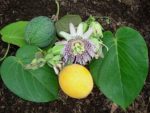 Passiflora ligularis - Fleurs et fruits