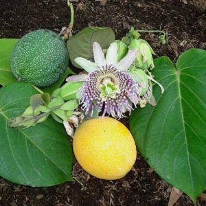 Passiflora ligularis - Fleurs et fruits