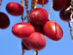 Phoenix dactylifera - Fruits