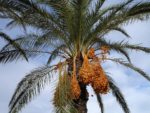 Phoenix dactylifera - Infrutescence