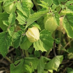 Physalis pruinosa - Fructification