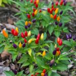 Piment arc-en-ciel, En phase de maturation de Piment arc-en-ciel, Graines de Piment arc-en-ciel, Graines de Capsicum annuum