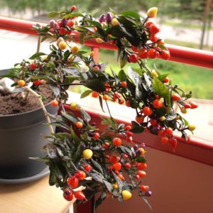Piment arc-en-ciel - En pot