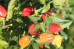 Piment arc-en-ciel - Sur pied