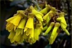 Sophora microphylla - Grappe de fleurs