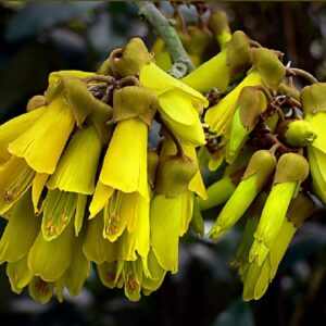 Graines de Sophora microphylla, Graines de Sophora à petites feuilles