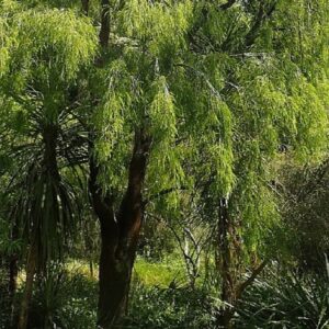 Graines de Sophora microphylla, Graines de Sophora à petites feuilles