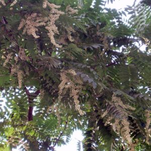 Toona sinensis - Inflorescence