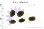 Graines d'Acacia sieberiana, Acacia sieberiana seeds